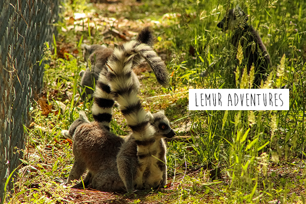 lemur1.png